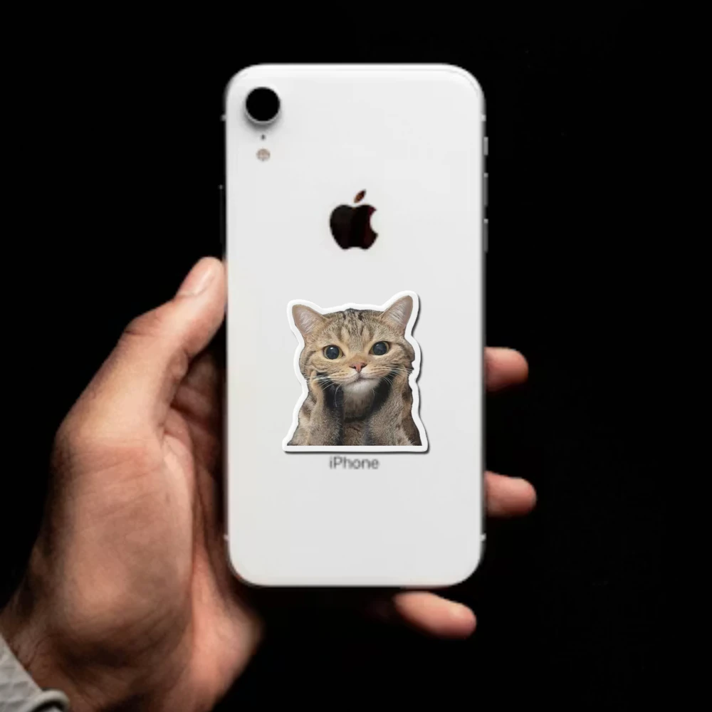 Cat Facial Expression Felidae