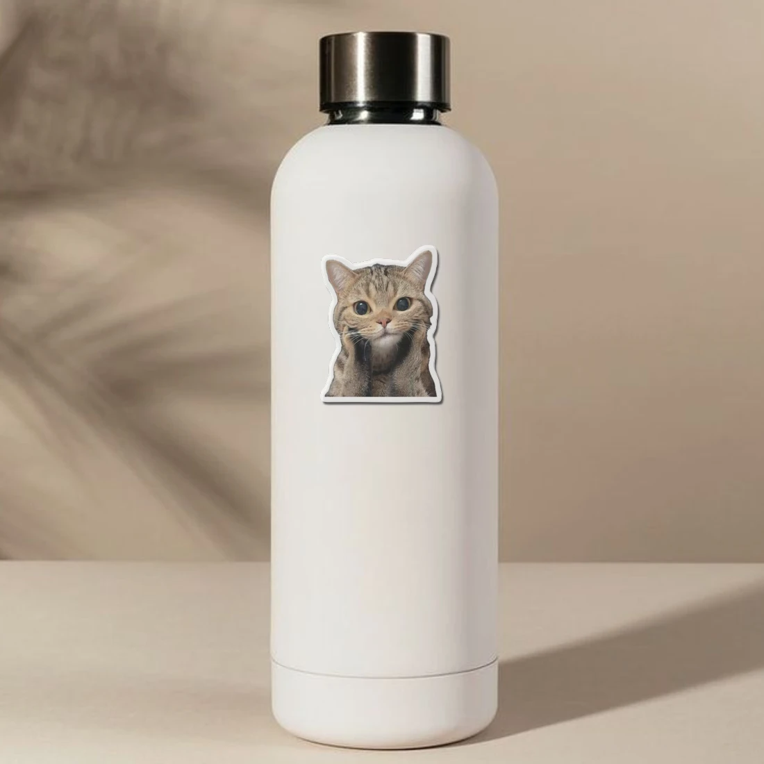 Cat Facial Expression Felidae