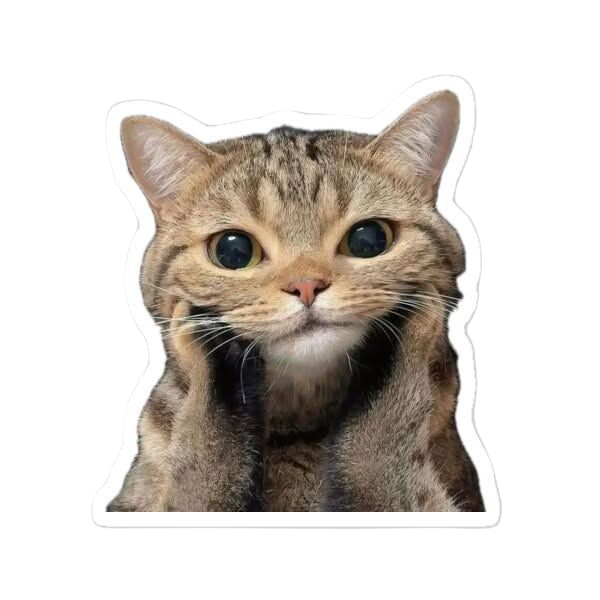 Cat Facial Expression Felidae