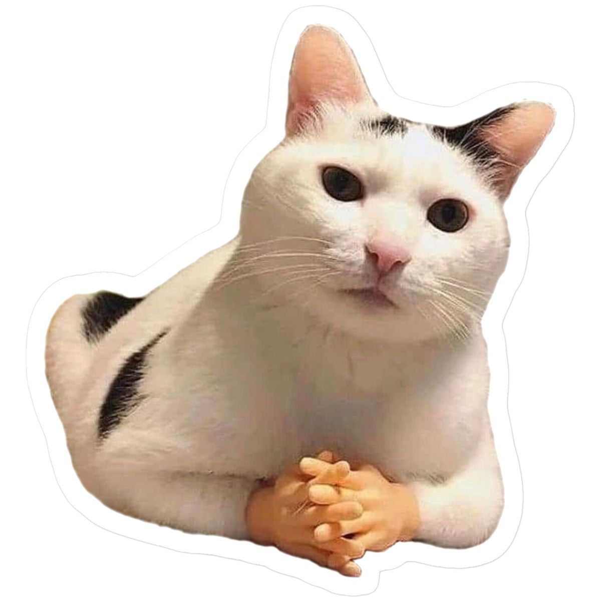 Cat Facial Expression Felinae